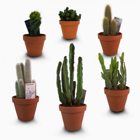 Cactus variés Ø D15cm