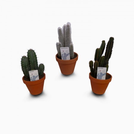 Cactus variés Ø D19cm
