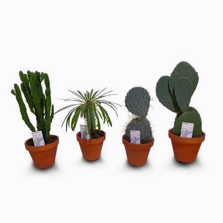 Cactus variés Ø D21cm