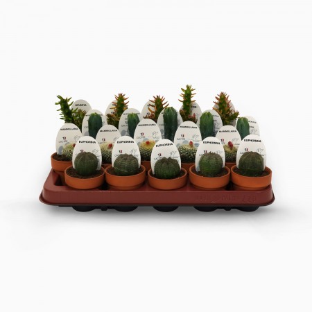 Cactus variés Ø D7cm